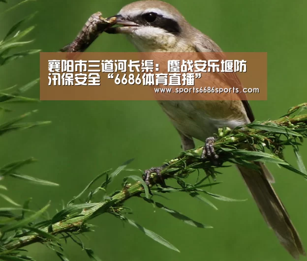 襄阳市三道河长渠:鏖战安乐堰防汛保安全“6686体育直播”(图3) 6686体育直播